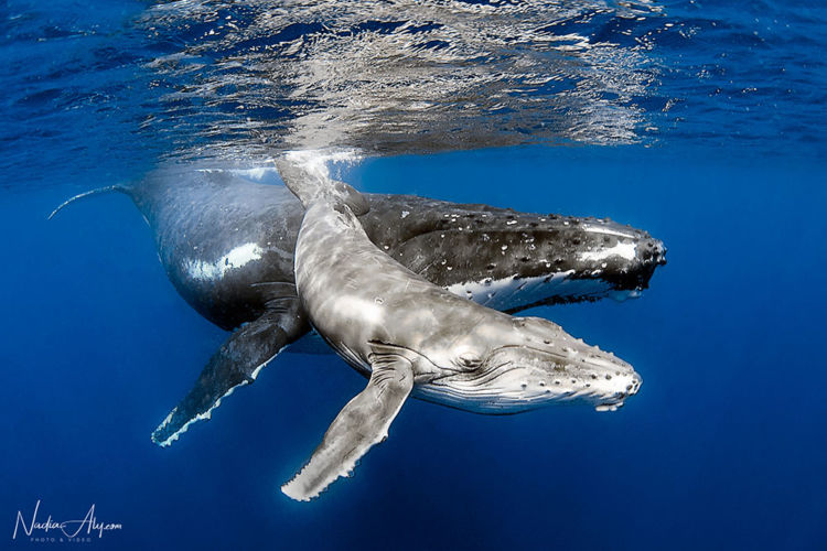 humpback-swims-06