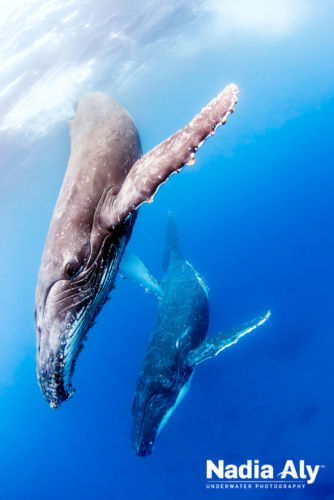 humpback-swims-07