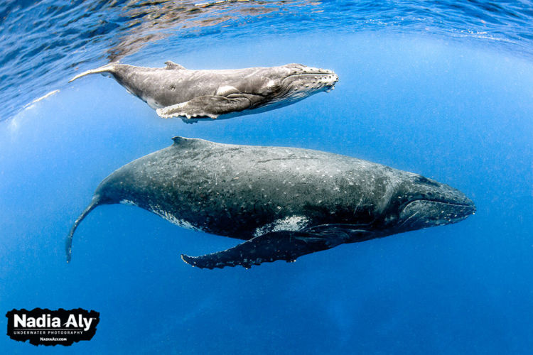 humpback-swims-35
