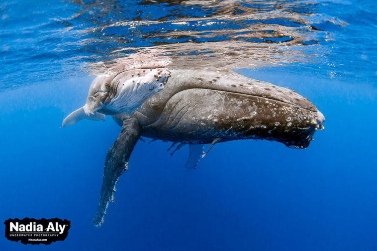 humpback-swims-38