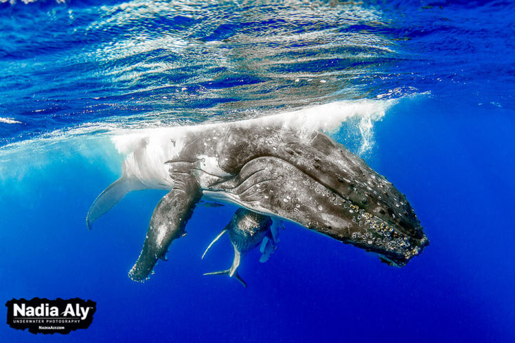 humpback-swims-45