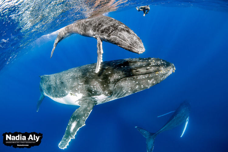 humpback-swims-47