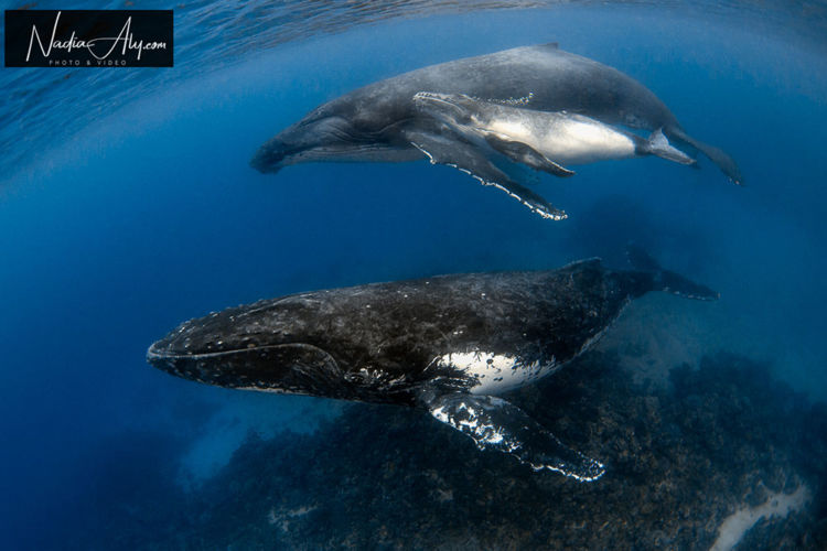 humpback-swims-50