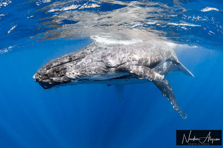 humpback-swims-52