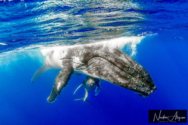 humpback-swims-53