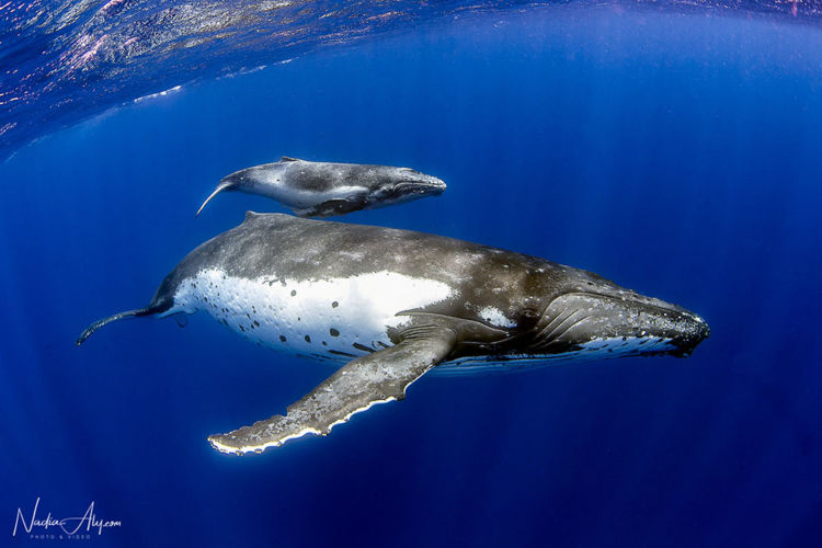 humpback-swims-54