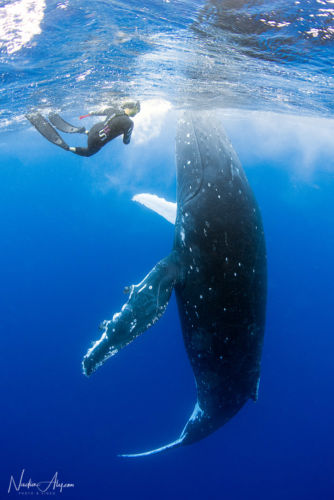 humpback-swims-59