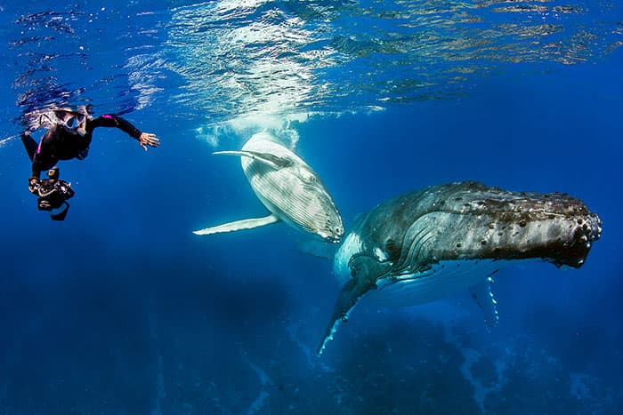 Swimming with Humpback Whales in Tonga | Dive Travel Agency