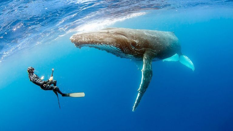 Swimming with Humpback Whales in Tonga | Trips Dates & Prices