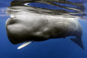 sperm-whales-1-1024x513