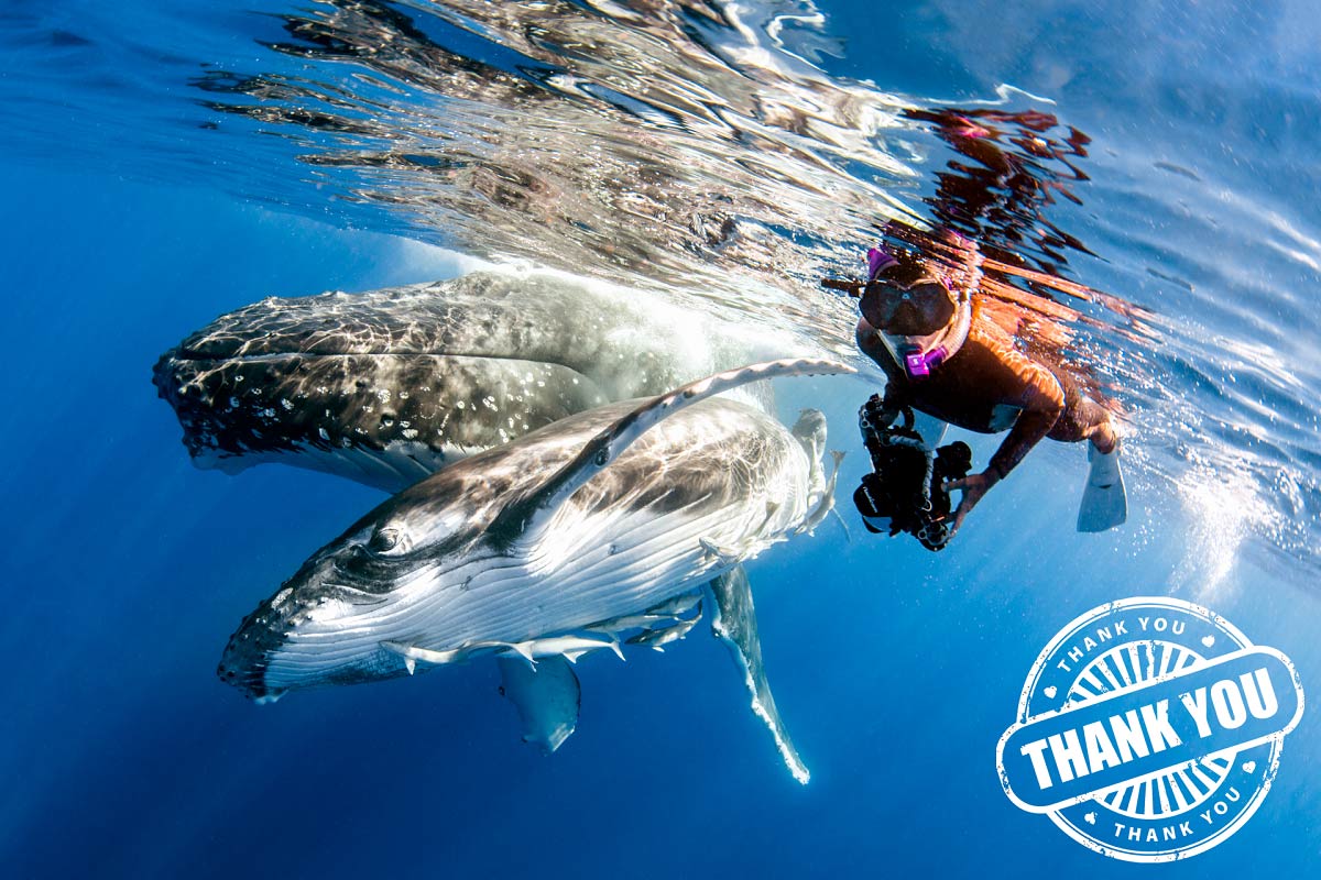 Swimming with Humpback Whales in Tonga | Trips Dates & Prices