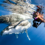 Swimming with Humpback Whales in Tonga | Trips Dates & Prices