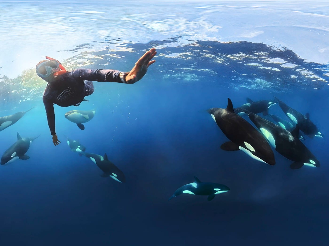 A freediver alongside a pod of orcas in the Sea of Cortez